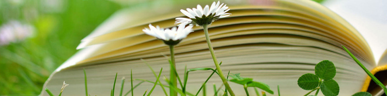 Offenes Buch, im Vordergrund Blumen.