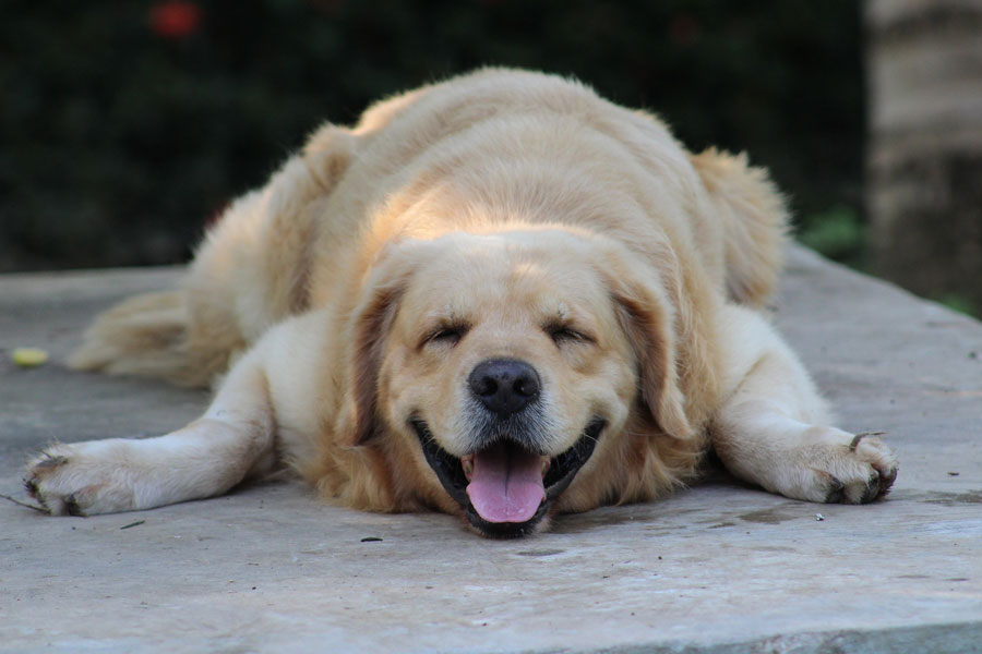 Liegender Hund