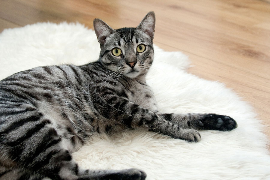 Liegende Katze